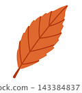 Orange Beech Leaf Isolated Vector Element Flat Style Icon 143384837