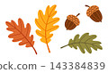 Autumn Oak Leaf And Acorn Isolated Flat Vector Elements Set  143384839