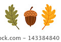 Autumn Oak Leaf Acorn Isolated Flat Vector Elements Pack Set 143384840