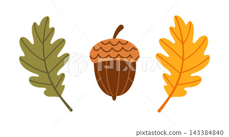 Autumn Oak Leaf Acorn Isolated Flat Vector Elements Pack Set Autumn Oak Leaf Acorn Isolated Flat Vector Elements Pack Set 143384840