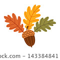 Autumn Oak Branch Leaves And Acorn Isolated Flat Vector Element  143384841