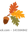 Autumn Oak Branch Leaves And Acorn Isolated Flat Vector Element  143384842