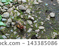 Ezo cicada, image 143385086