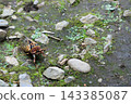 Ezo cicada, image 143385087