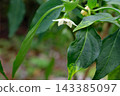 Chili pepper flower, image 143385097