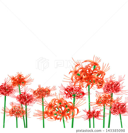群集孤挺花 群集孤挺花 143385098