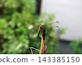 Autumn Red Dragonfly, Image 143385150