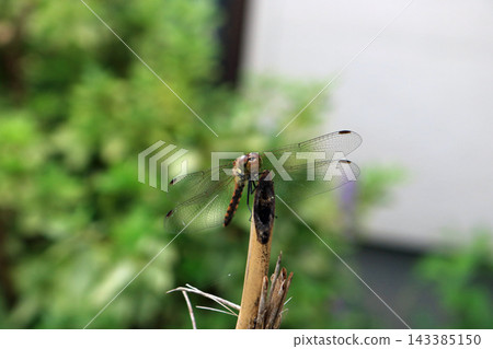 Autumn Red Dragonfly, Image Autumn Red Dragonfly, Image 143385150