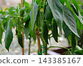 Chili pepper fruit, image 143385167