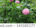 Pink dahlia, image 143385177