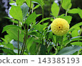 Yellow dahlia, image 143385193