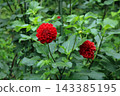 Red dahlia, image 143385195
