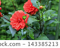Crimson dahlia, image 143385213