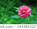 A deep pink dahlia, image 143385222