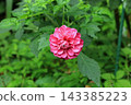 A deep pink dahlia, image 143385223