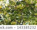 A walnut tree bearing fruit, image 143385232