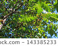 A walnut tree bearing fruit, image 143385233
