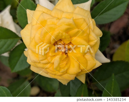 盛開的黃色玫瑰,花瓣層層堆疊。 盛開的黃色玫瑰,花瓣層層堆疊。 143385234