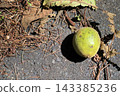 The image of an unripe walnut. 143385236