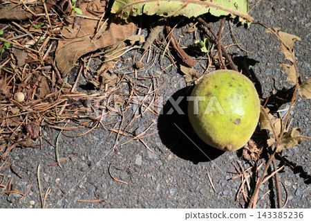 The image of an unripe walnut. The image of an unripe walnut. 143385236