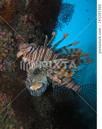 An adult lionfish gracefully swimming in the waters of Okinawa (underwater photograph) An adult lionfish gracefully swimming in the waters of Okinawa (underwater photograph) 143385366