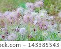 Seedheads of Pulsatilla cernua (Old Man's Grass) 143385543