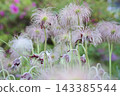 Seedheads of Pulsatilla cernua (Old Man's Grass) 143385544