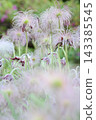 Seedheads of Pulsatilla cernua (Old Man's Grass) 143385545