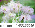 Seedheads of Pulsatilla cernua (Old Man's Grass) 143385546