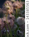 Seedheads of Pulsatilla cernua (Old Man's Grass) 143385563