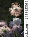 Seedheads of Pulsatilla cernua (Old Man's Grass) 143385564