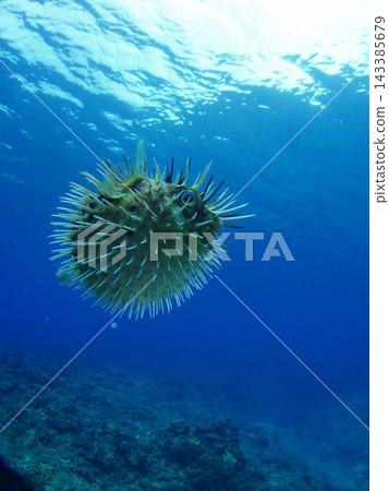 A pufferfish in Okinawa, raising its spines and inflating its entire body in a threatening manner. (Vertical composition) A pufferfish in Okinawa, raising its spines and inflating its entire body in a threatening manner. (Vertical composition) 143385679