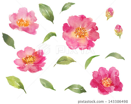 Watercolor camellia illustration material Watercolor camellia illustration material 143386498