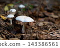 White Wild Mushrooms Growing on Forest Floor Covered with Pine Needles and Leaves 143386561