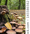 Cluster of Wild Mushrooms Growing on a Mossy Forest Log 143386562
