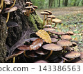 Cluster of Wild Mushrooms Growing on a Mossy Forest Log 143386563