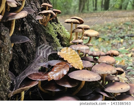 Cluster of Wild Mushrooms Growing on a Mossy Forest Log Cluster of Wild Mushrooms Growing on a Mossy Forest Log 143386563