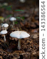 White Wild Mushrooms Growing on Forest Floor Covered with Pine Needles and Leaves 143386564