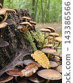 Cluster of Wild Mushrooms Growing on a Mossy Forest Log 143386566