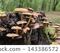 Cluster of Wild Mushrooms Growing on a Mossy Forest Log 143386572