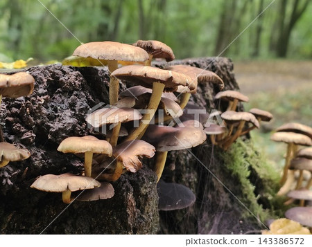 Cluster of Wild Mushrooms Growing on a Mossy Forest Log Cluster of Wild Mushrooms Growing on a Mossy Forest Log 143386572