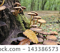Cluster of Wild Mushrooms Growing on a Mossy Forest Log 143386573