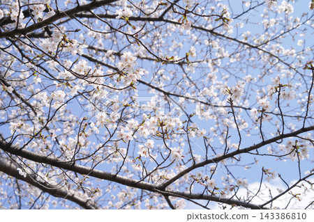 Cherry blossoms in full bloom against a clear blue sky, and the spring sky. Cherry blossoms in full bloom against a clear blue sky, and the spring sky. 143386810