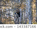 A bear cub perched on a tree branch 143387166