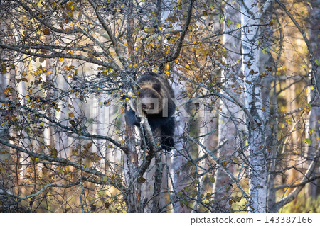 A bear cub perched on a tree branch A bear cub perched on a tree branch 143387166