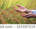The hands of a farmer preparing for harvest, touching the golden rice stalks ripening in the autumn sunlight. 143387314