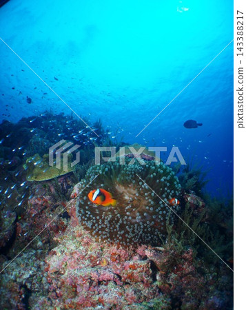 Clownfish and cardinalfish protecting an anemone Clownfish and cardinalfish protecting an anemone 143388217