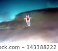 海天使克利翁（Clione），在北海道知床市宇都呂的浮冰下寒冷的海水中漂浮。 143388222