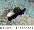 在這張沖繩海域的水下照片中，扇貝角蝦虎魚美麗的扇貝狀第一背鰭非常顯眼。 143388224