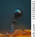 Wasp's Nest Slime Mold - Metatrichia vesparia 143388281